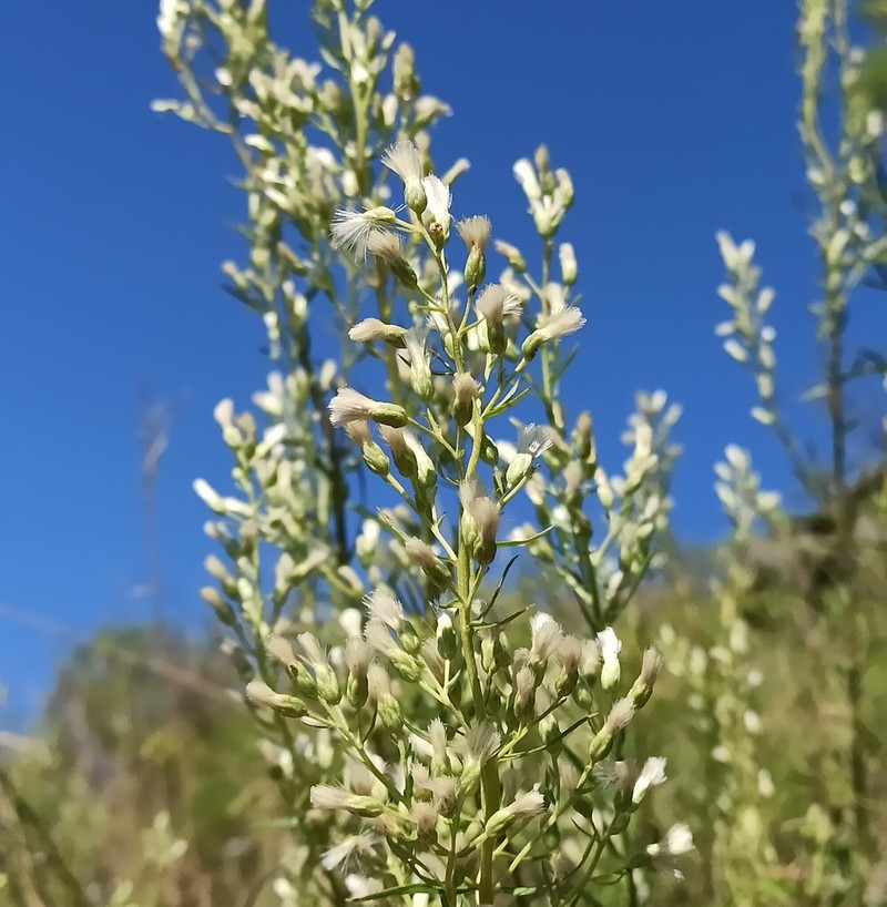 Baccharis effusa photo 8