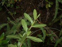 Baccharis elaeoides