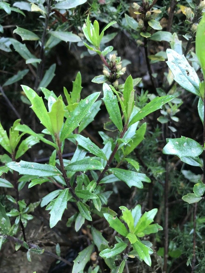 Baccharis elaeoides photo 2