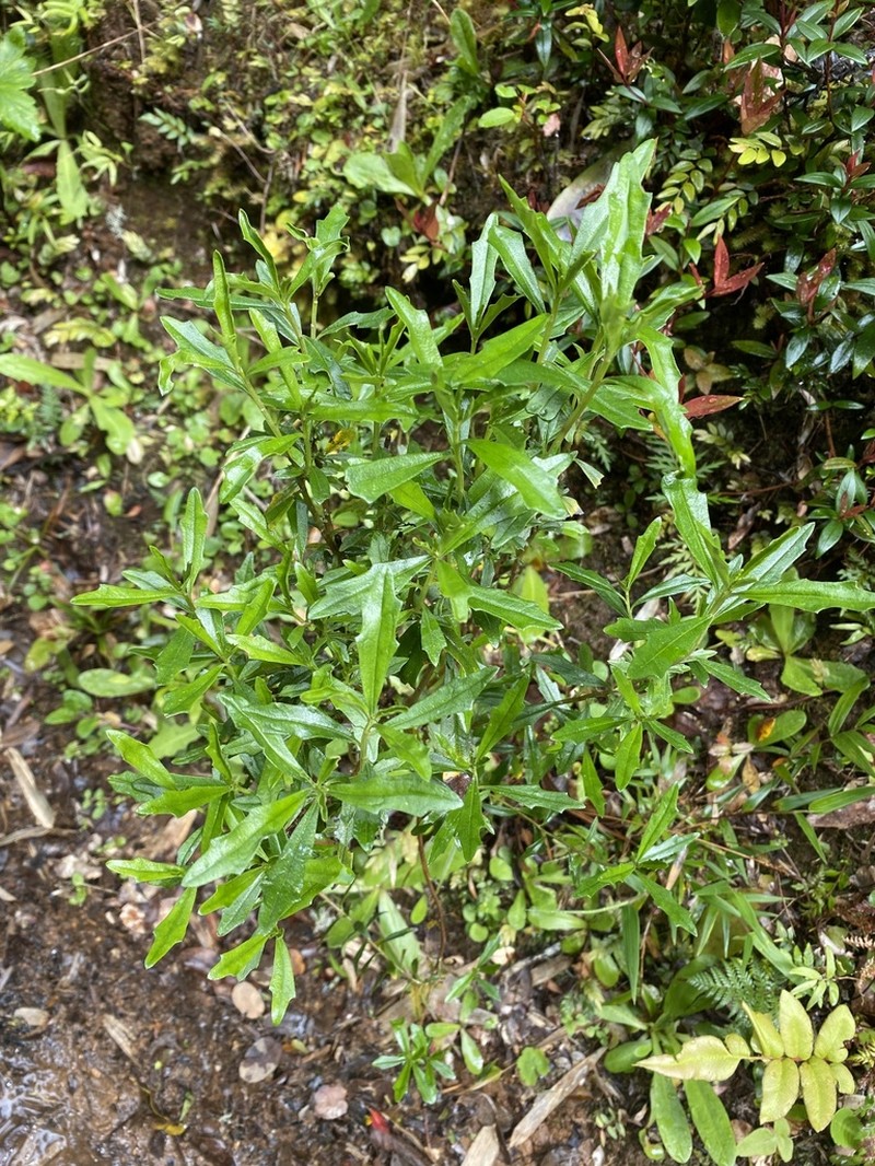 Baccharis elaeoides photo 3