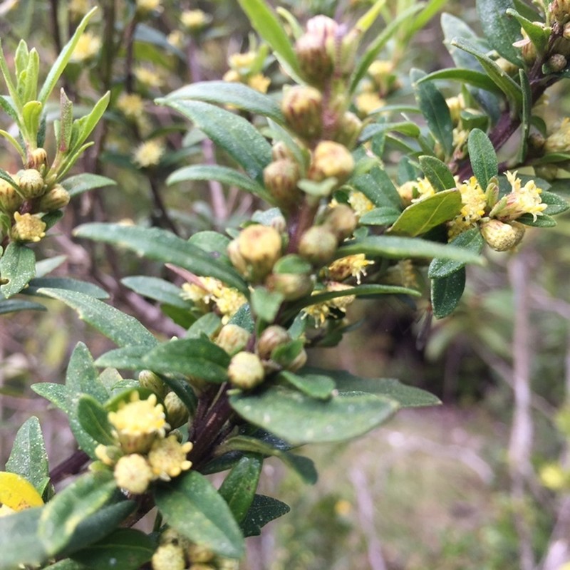 Baccharis elaeoides photo 4