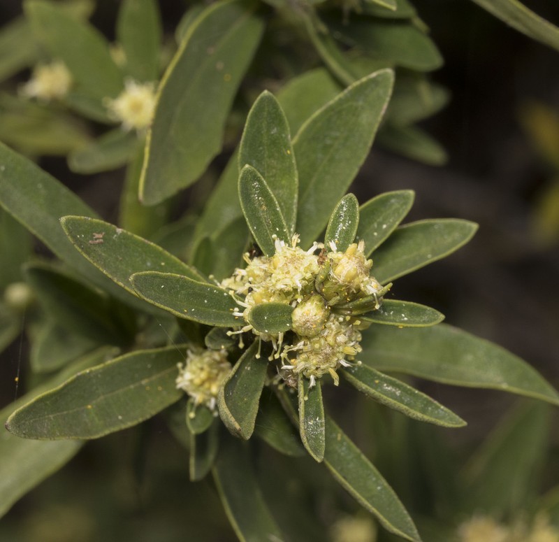Baccharis elaeoides photo 5