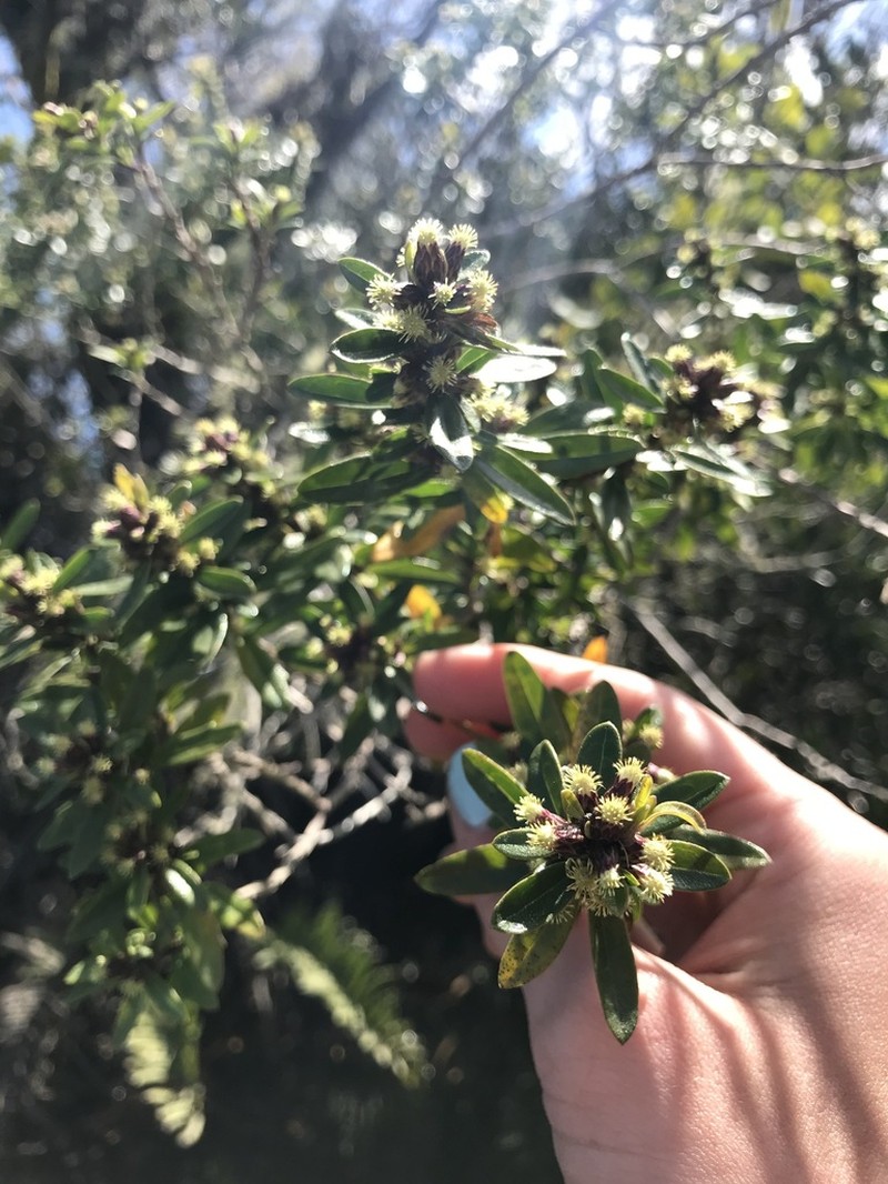 Baccharis elaeoides photo 6