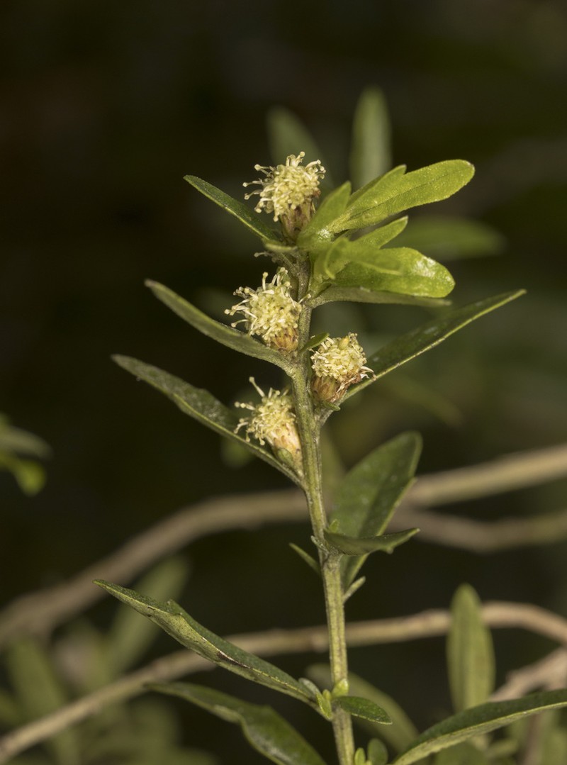 Baccharis elaeoides photo 7