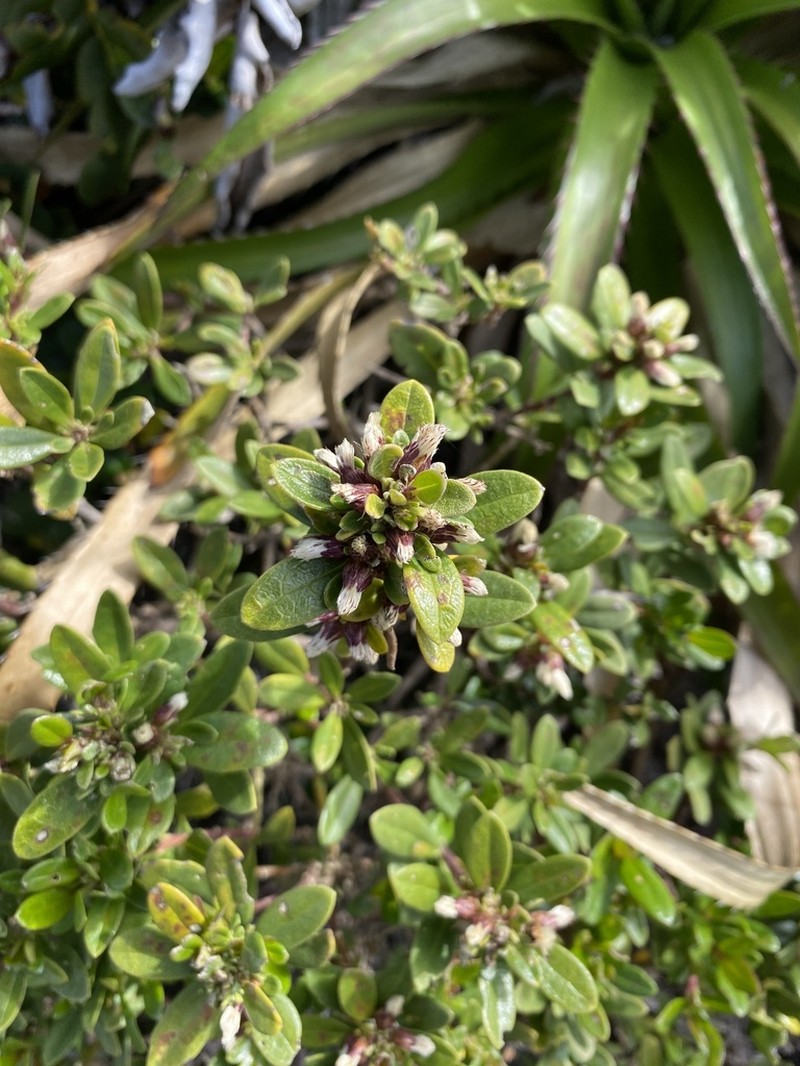 Baccharis elaeoides photo 8