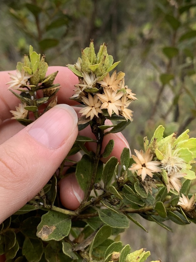 Baccharis elliptica