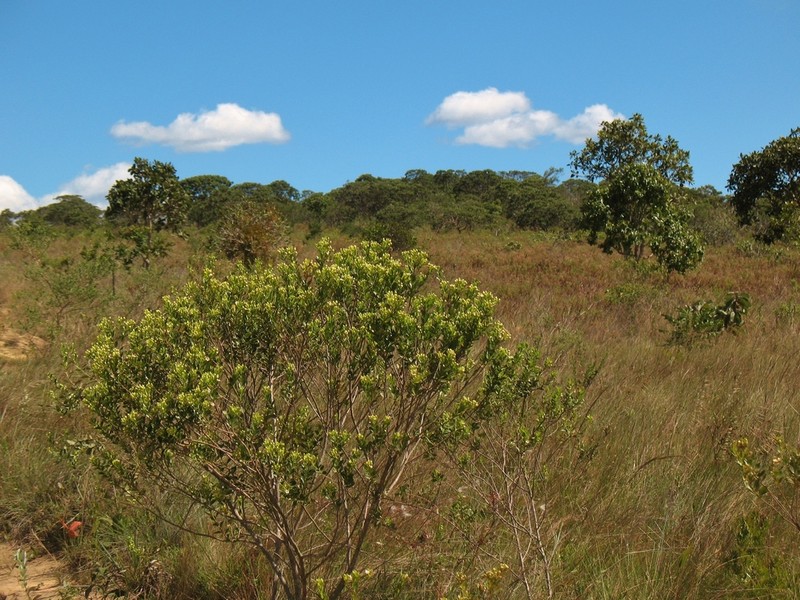 Baccharis elliptica photo 2