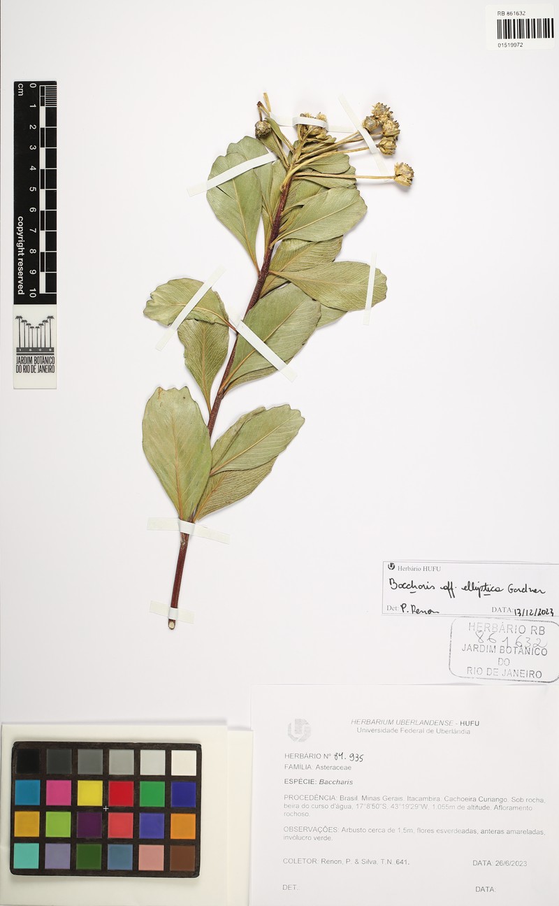 Baccharis elliptica photo 3
