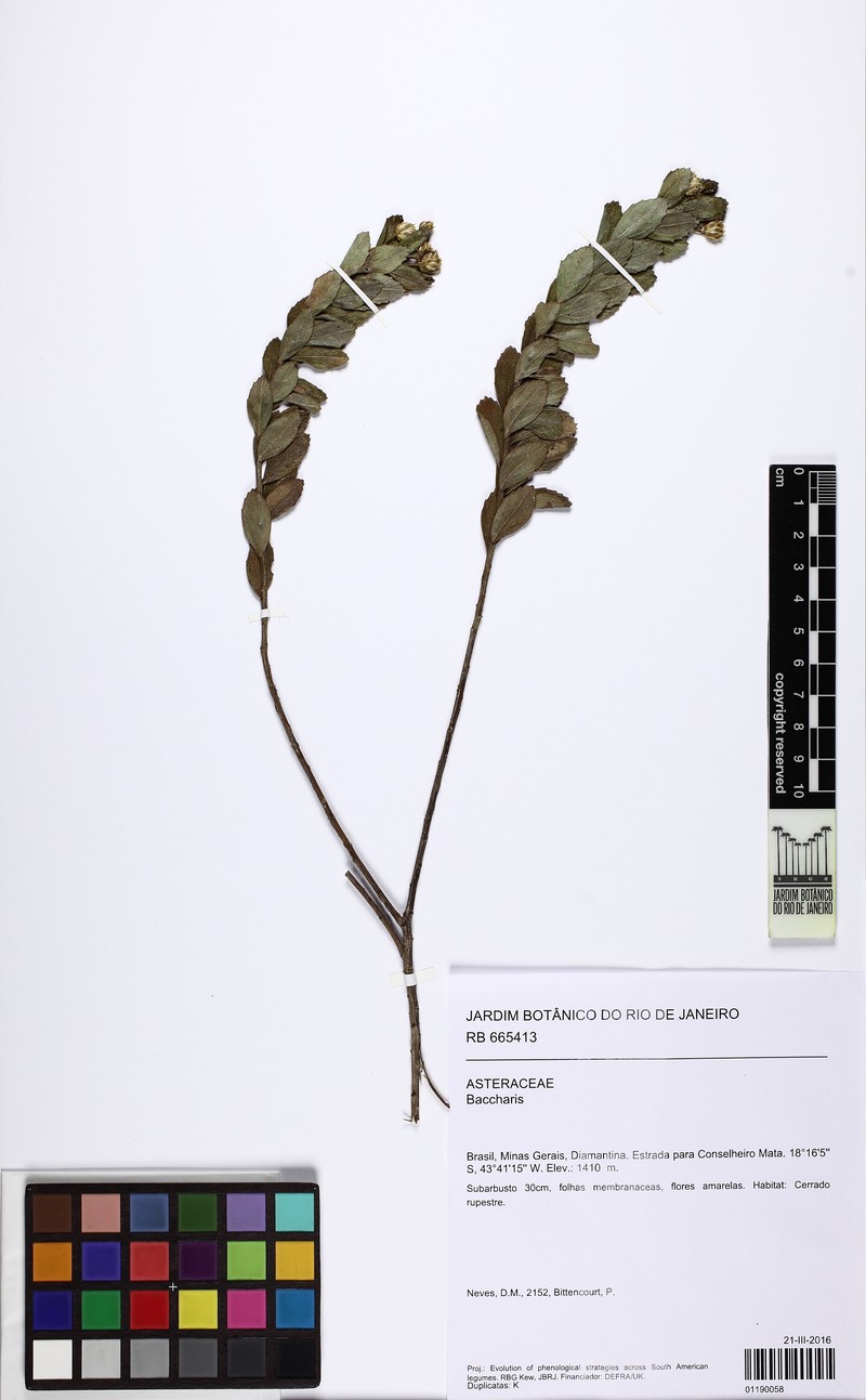 Baccharis elliptica photo 4