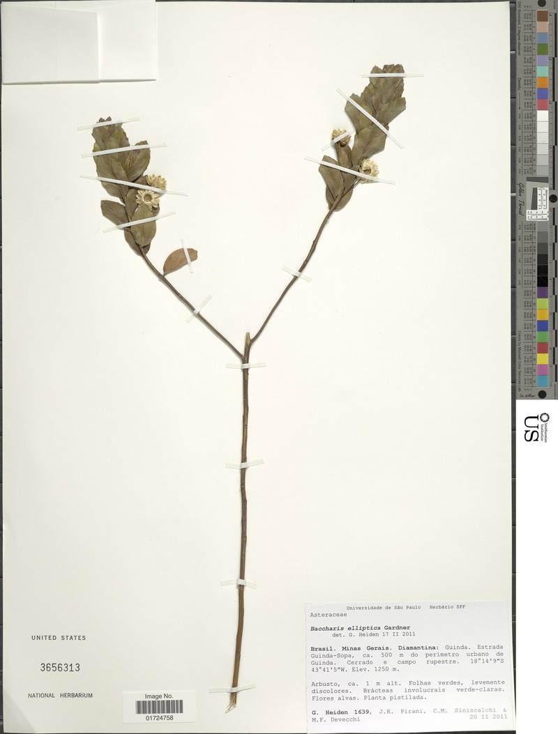 Baccharis elliptica photo 5