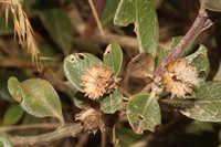 Baccharis emarginata