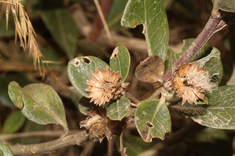 Baccharis emarginata