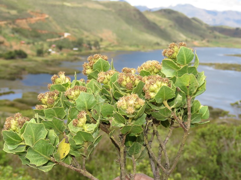 Baccharis emarginata photo 2