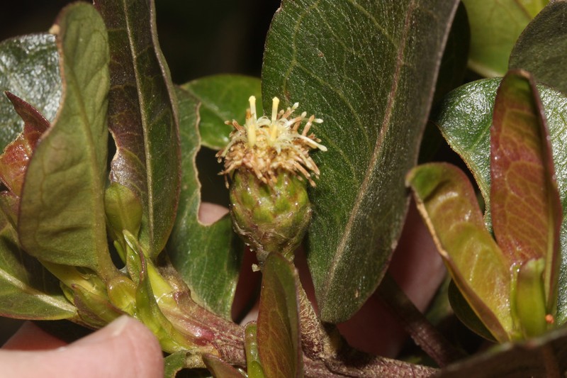 Baccharis emarginata photo 3
