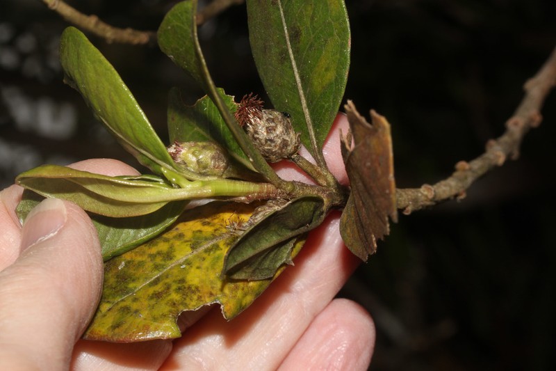 Baccharis emarginata photo 4