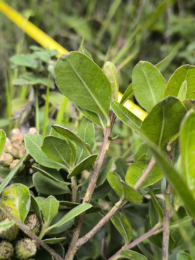 Baccharis emarginata photo 5