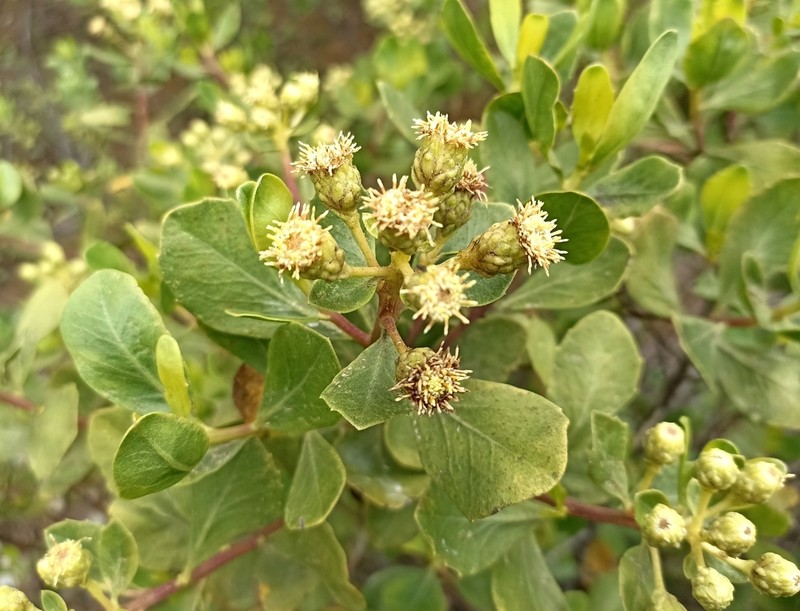 Baccharis emarginata photo 6