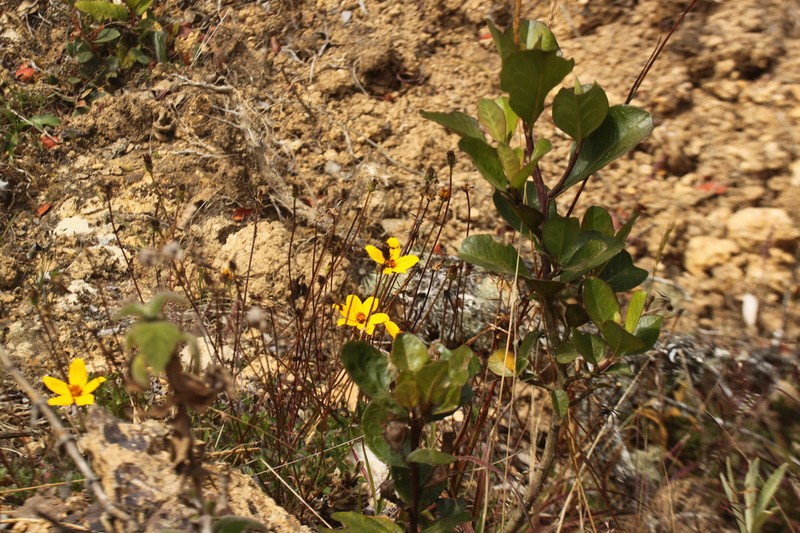Baccharis emarginata photo 7