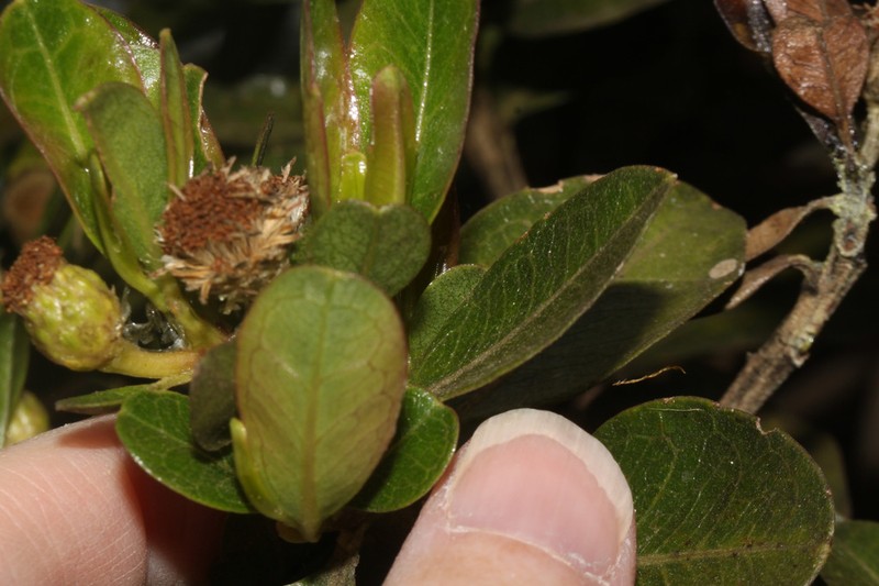 Baccharis emarginata photo 8