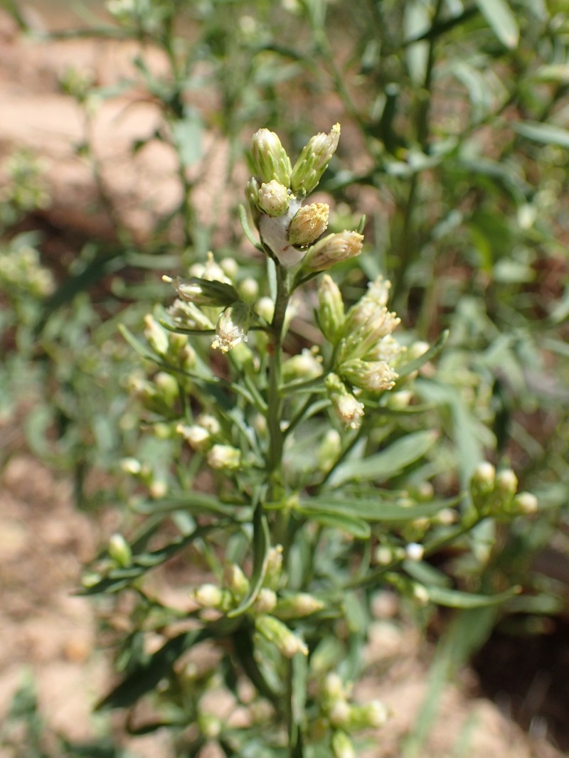 Emory's Baccharis photo 2