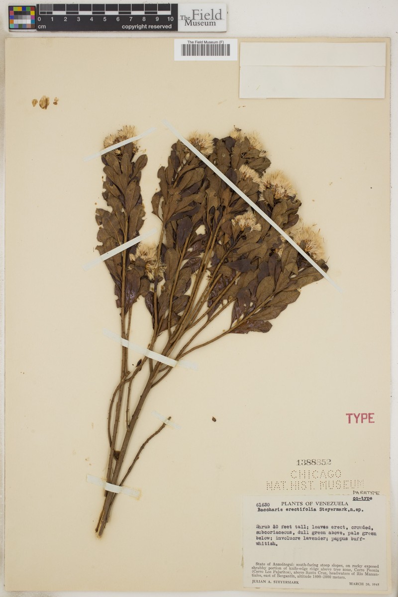 Baccharis erectifolia