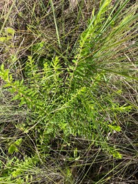 Baccharis erigeroides