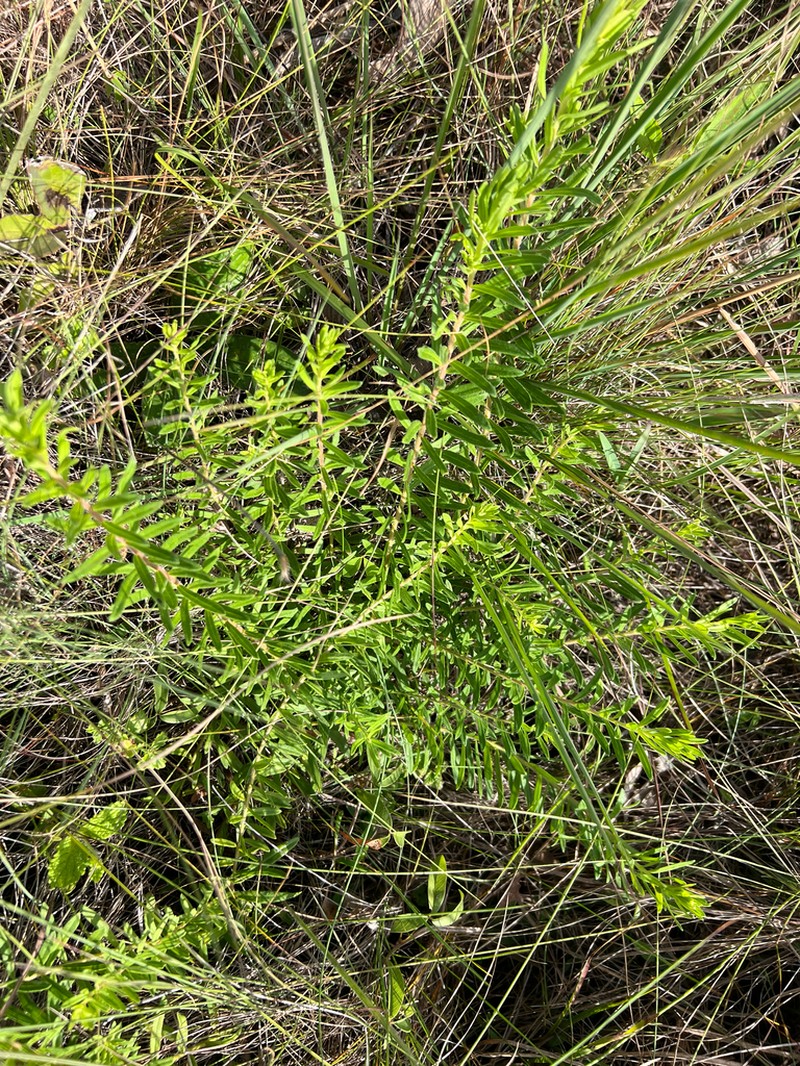 Baccharis erigeroides