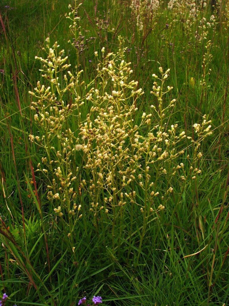 Baccharis erigeroides photo 3