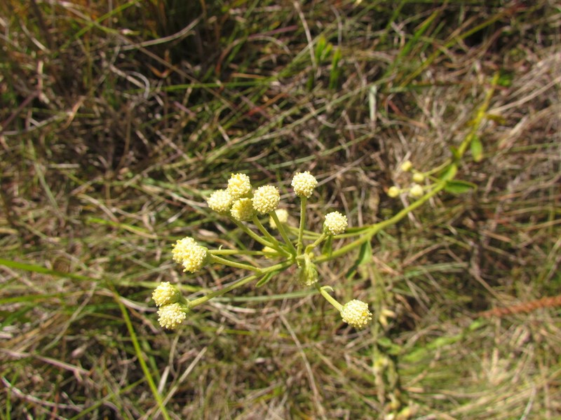Baccharis erigeroides photo 4