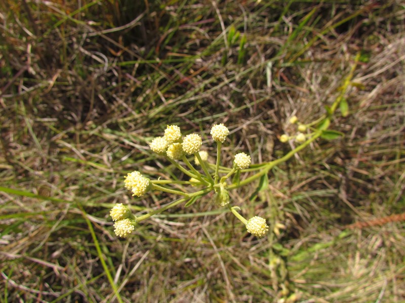 Baccharis erigeroides photo 5