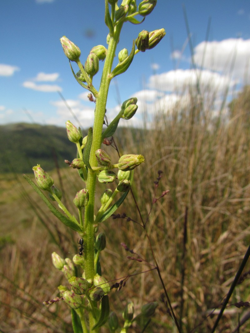 Baccharis erigeroides photo 6