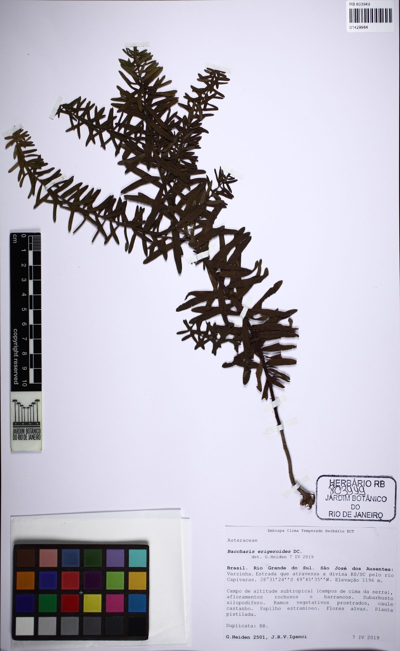 Baccharis erigeroides photo 7