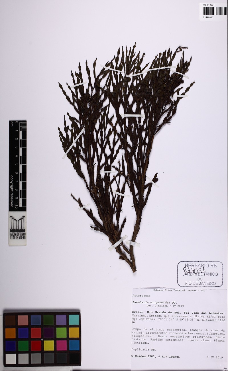 Baccharis erigeroides photo 8