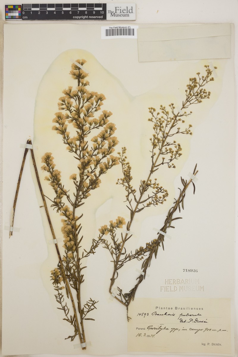 Baccharis erigeroides var. dusenii