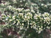 Baccharis erioclada