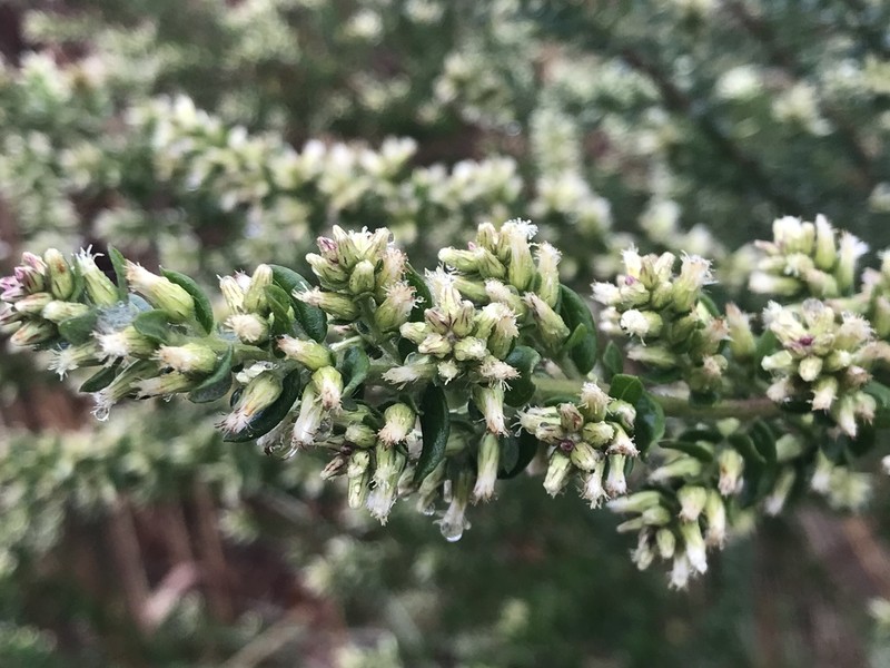 Baccharis erioclada
