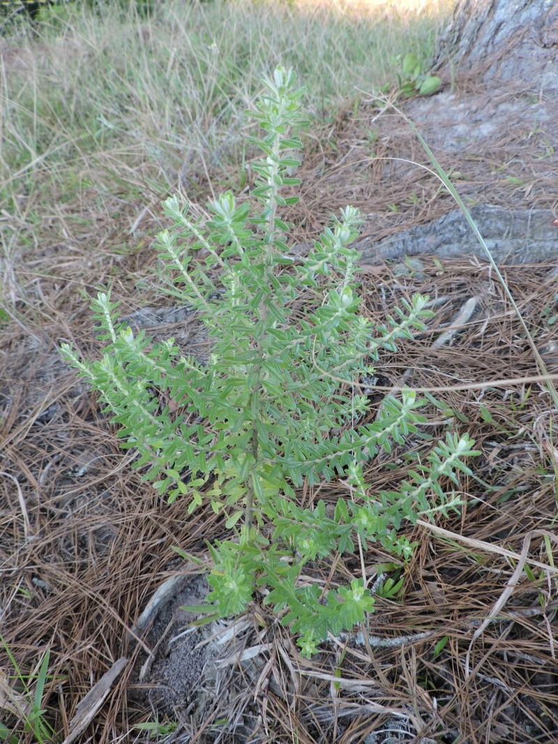 Baccharis erioclada photo 2