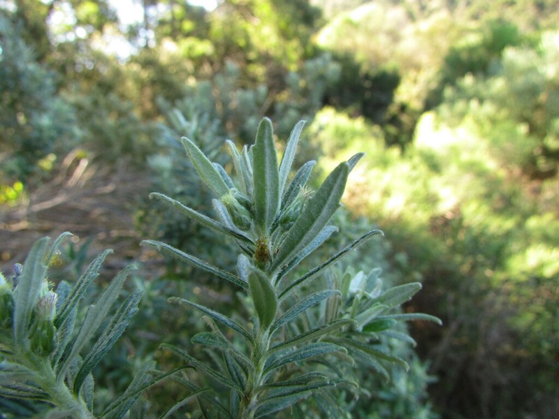 Baccharis erioclada photo 3