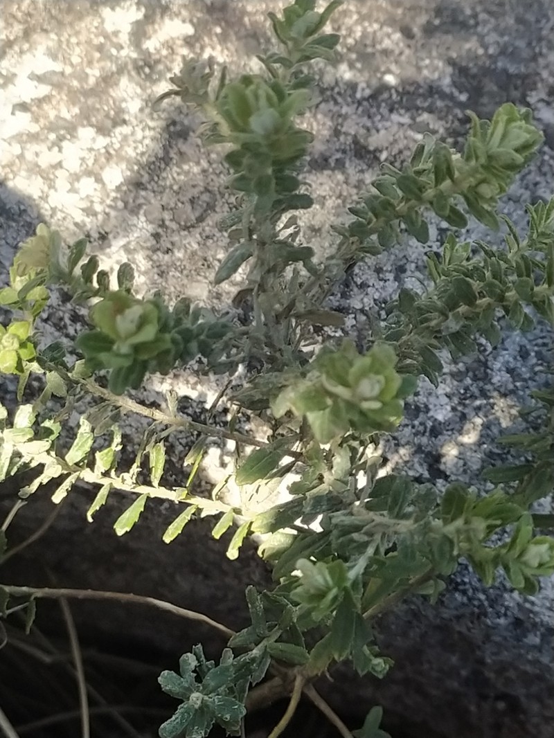Baccharis erioclada photo 4