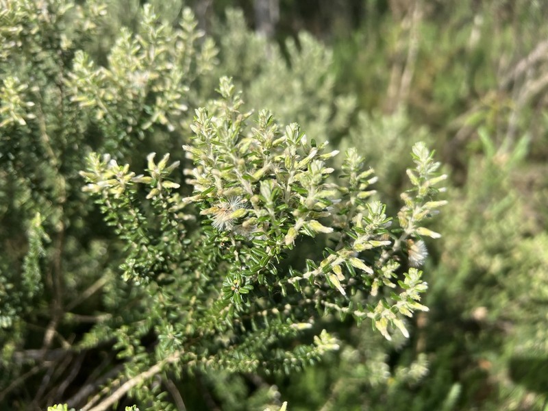 Baccharis erioclada photo 5