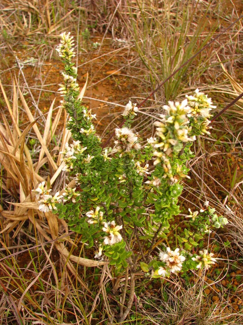 Baccharis erioclada photo 6