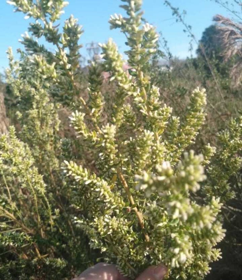 Baccharis erioclada photo 7