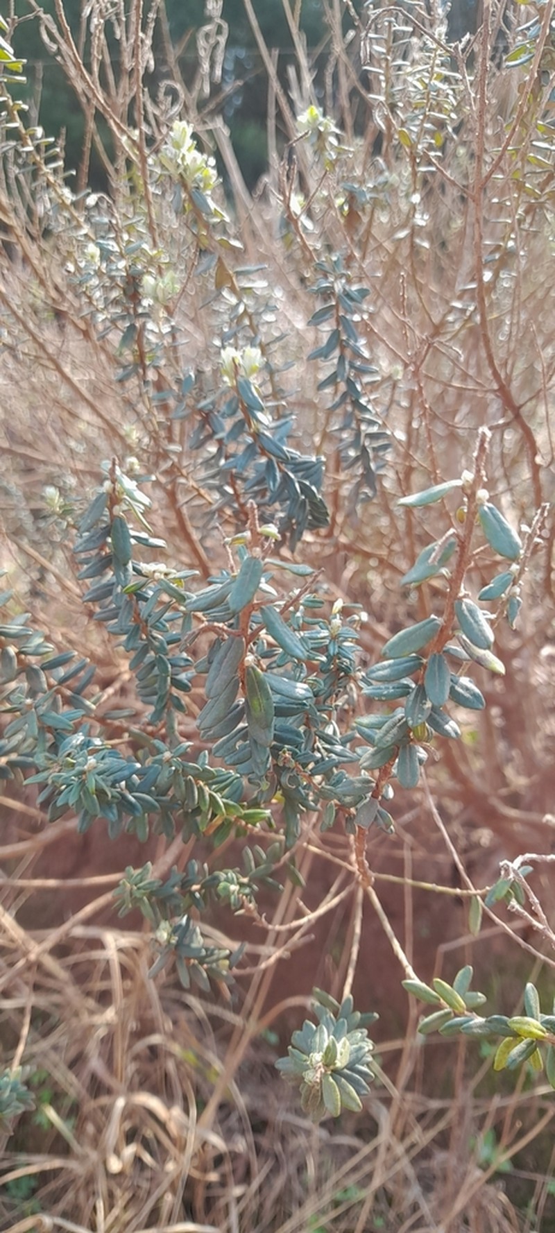 Baccharis erioclada photo 8