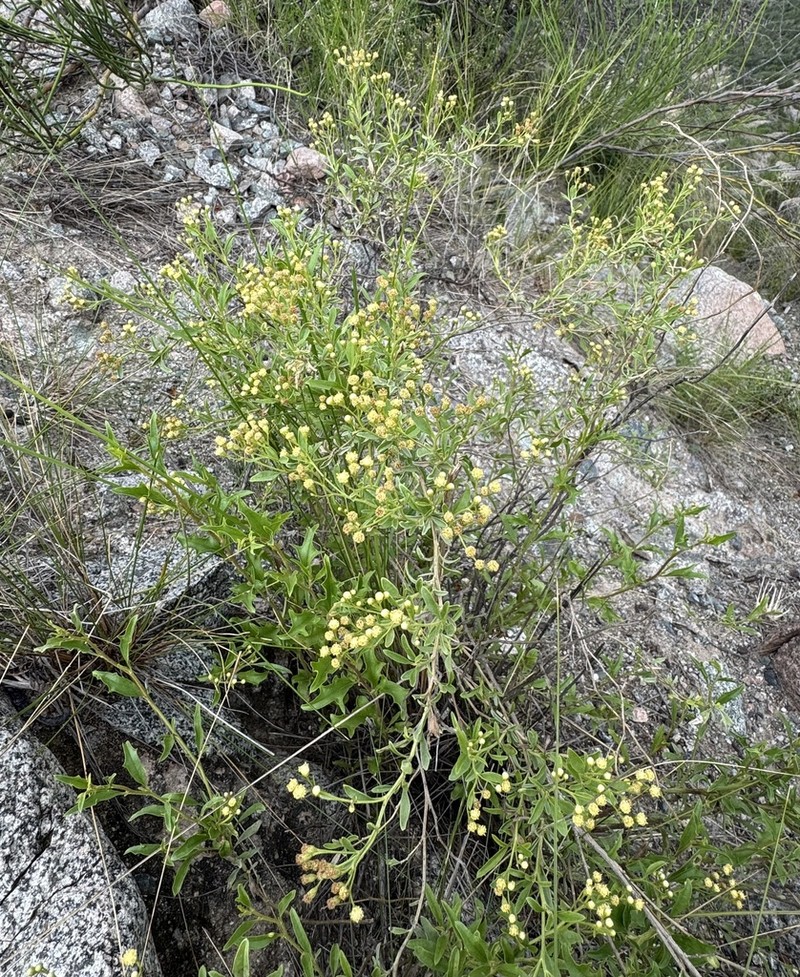 Baccharis famatinensis