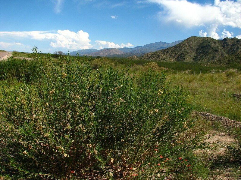 Baccharis famatinensis photo 2
