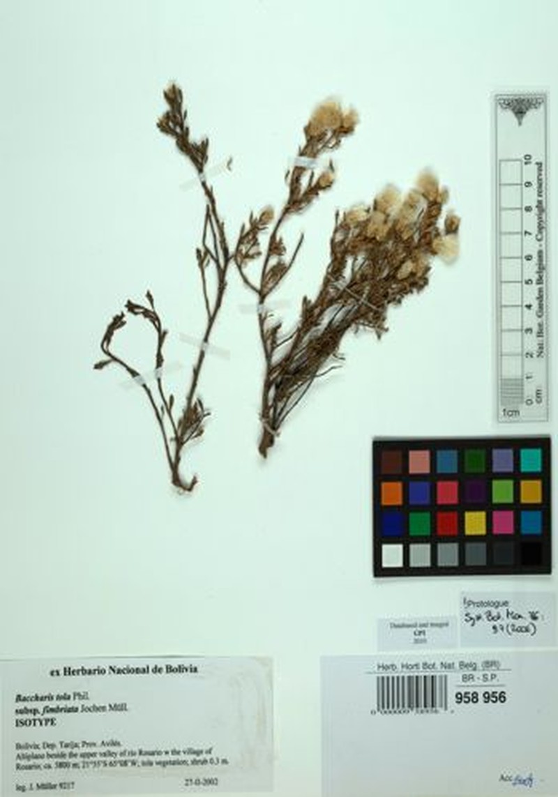 Baccharis fimbriata