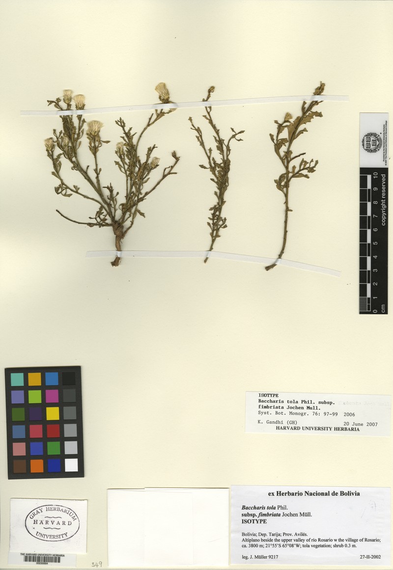 Baccharis fimbriata photo 2