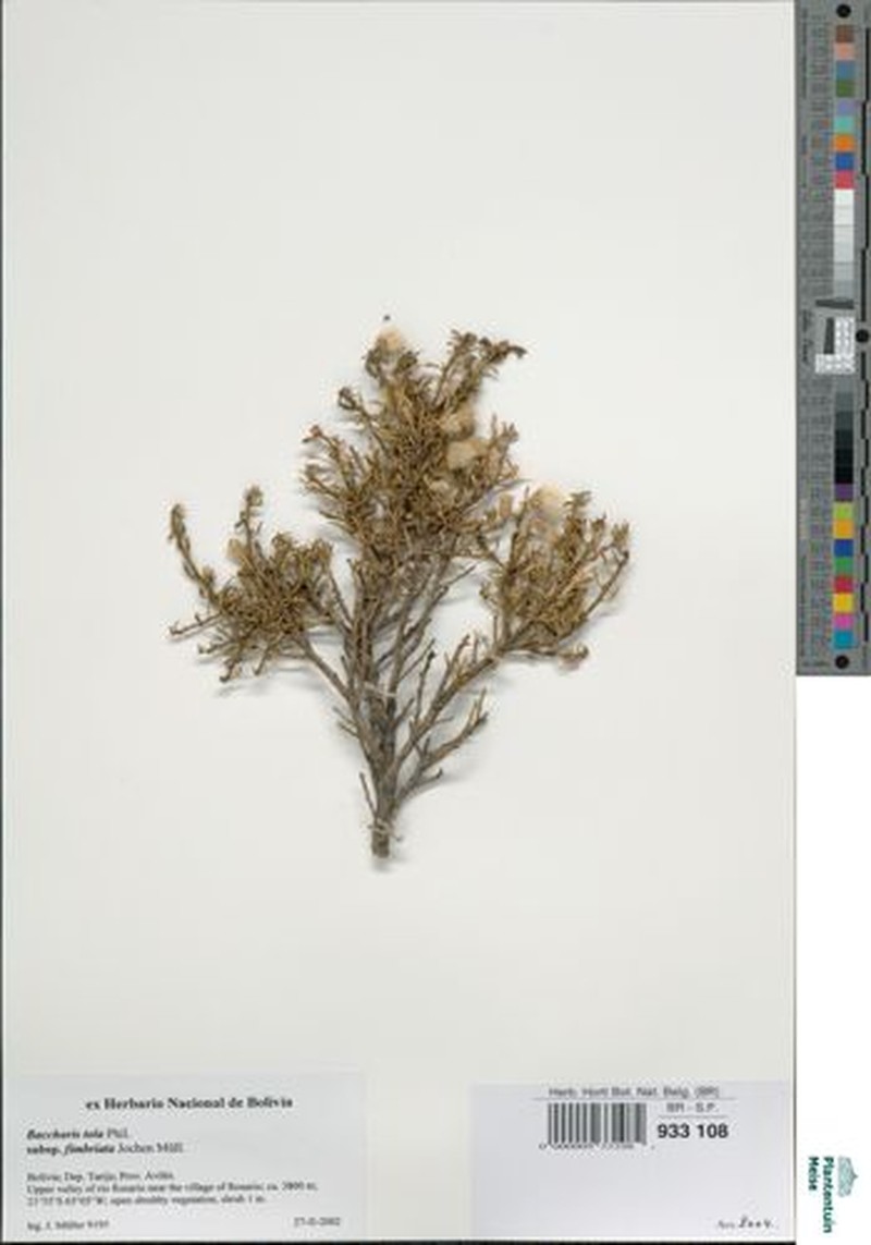 Baccharis fimbriata photo 3