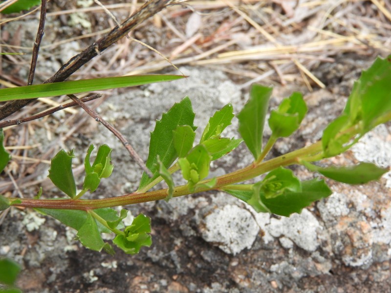 Baccharis flabellata