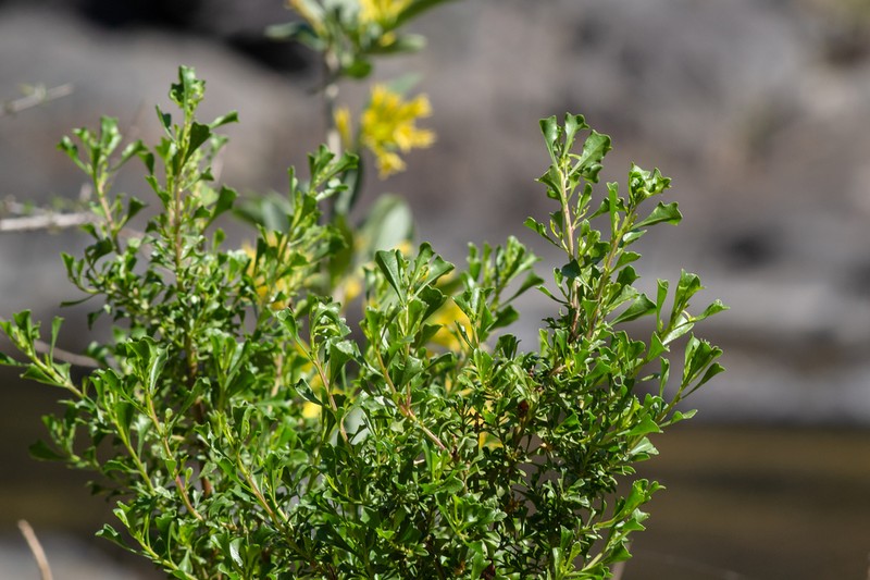 Baccharis flabellata photo 2